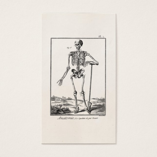 Anatomia do esqueleto humano da criação de pântano (Frente)