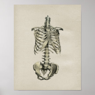 Anatomia do Esqueleto Humano Impressão