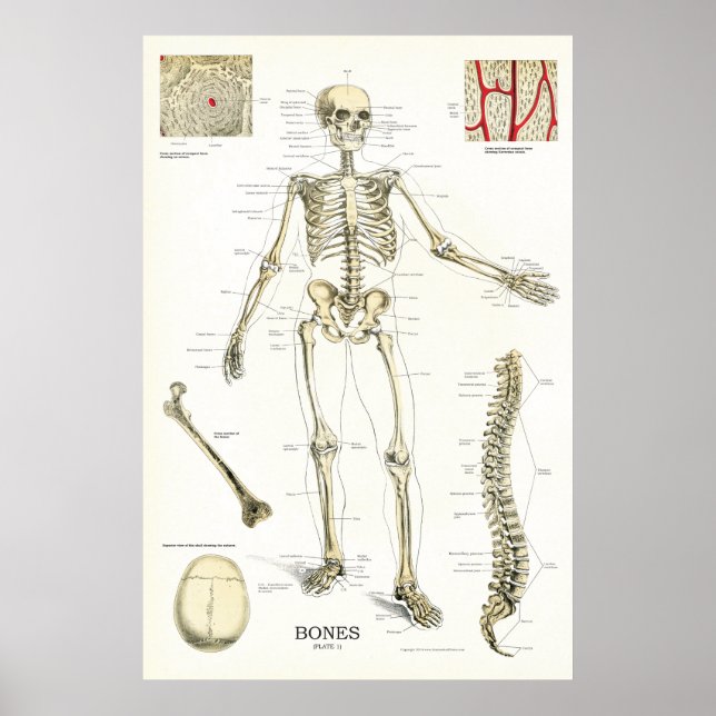 Anatomia do Esqueleto Humano Poster 24 x 36 (Frente)