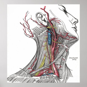 Anatomia do impressão do poster do pescoço