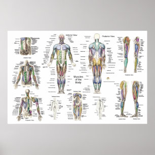 Anatomia do Músculo Humano Poster Anterior Posteri
