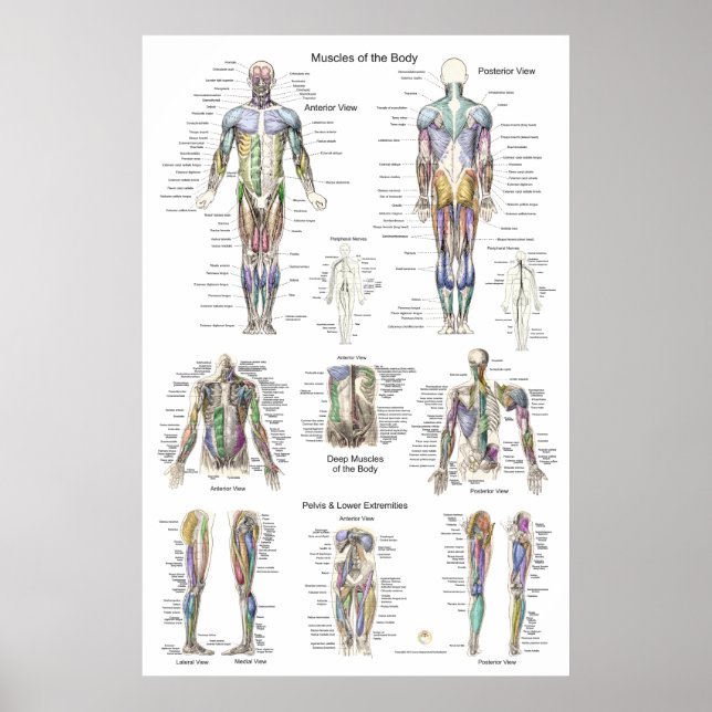 Anatomia do Músculo Humano Poster Anterior Posteri (Frente)