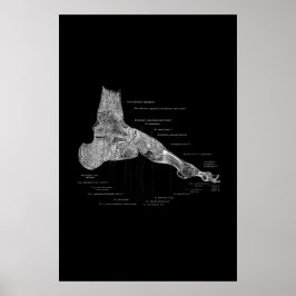 Anatomia do pé Poster médico 24 x 36"