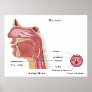 Anatomia do poster da caixa de voz
