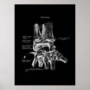 Anatomia do pulso Decor Ortopédico Poster