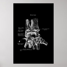 Anatomia do pulso Decoração ortopédica Poster