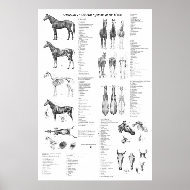 Anatomia dos cavalos Poster (Frente)