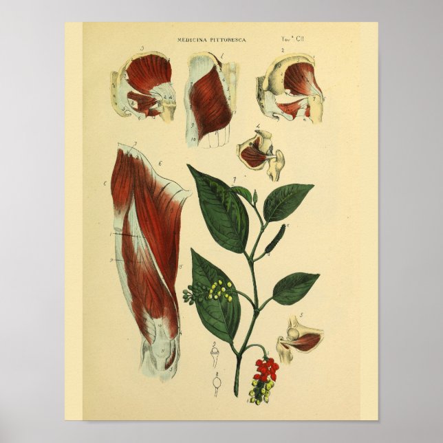 Anatomia dos músculos do joelho da anca Impressão (Frente)