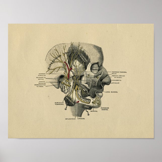 Anatomia dos nervos faciais humanos 1902 Impressão (Frente)
