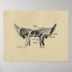 Anatomia esfenoide humana 1902 Impressão de colhei