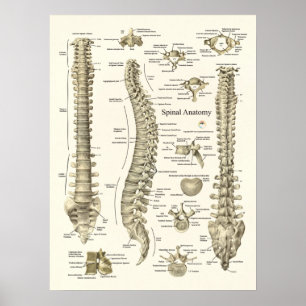Anatomia espinal Poster
