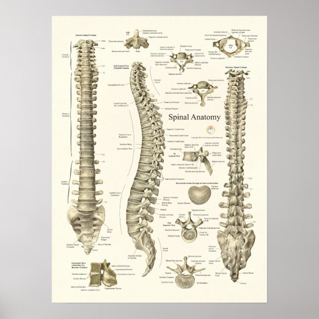 Anatomia espinhal Poster (Frente)