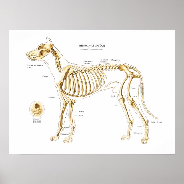 Anatomia esquelética do Poster de cão (Frente)