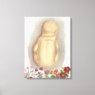 Anatomia fetal da safra Arte da canvas