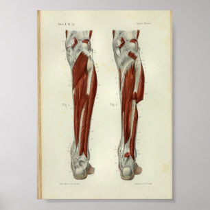 Anatomia humana Impressão musculares Perna