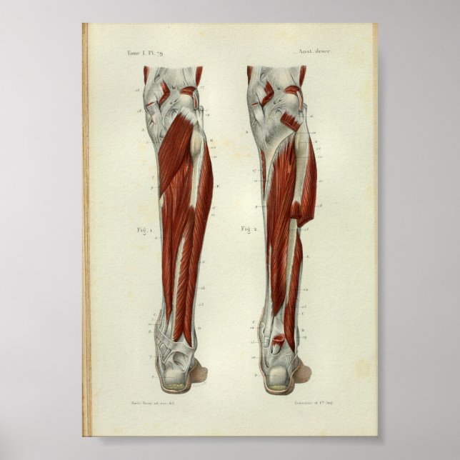 Anatomia humana Impressão musculares Perna (Frente)