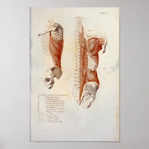 Anatomia Impressão francês