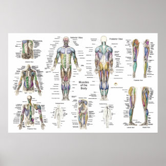 Anatomia muscular Poster Anterior, Posterior e Pro