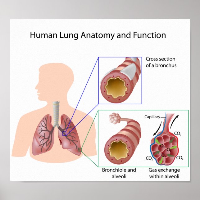 Anatomia pulmonar humana e Poster de função (Frente)