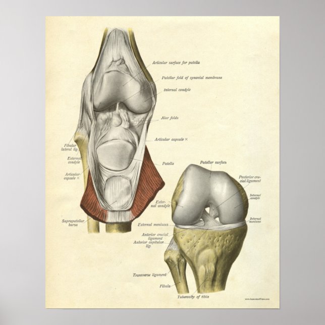 Anatomia Vintage, Impressão Bones Knee (Frente)
