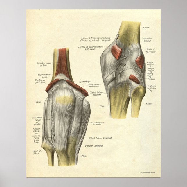 Anatomia Vintage, Impressão Bones Knee (Frente)