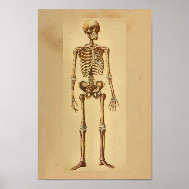 Anatomia Vintage Impressão Skeleton humano (Frente)