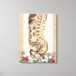 Anatomia vítrea impressão de canvas médica