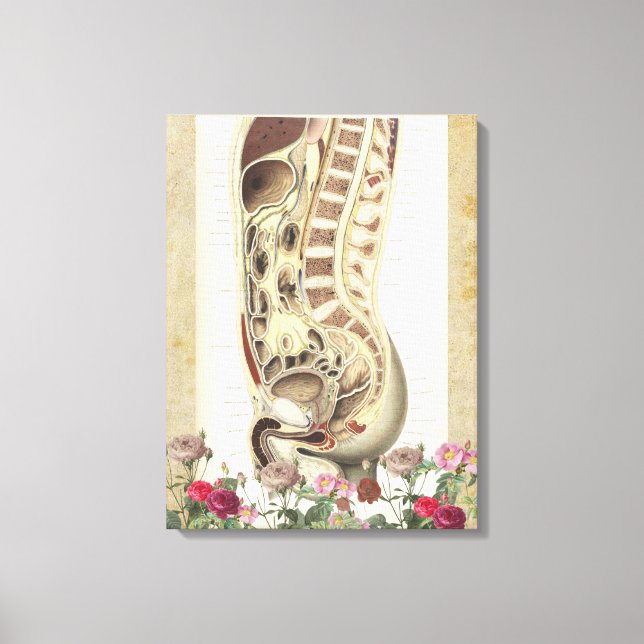 Anatomia vítrea impressão de canvas médica (Frente)