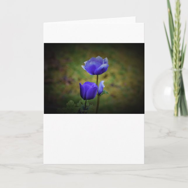 Anemone, cartão (Frente)