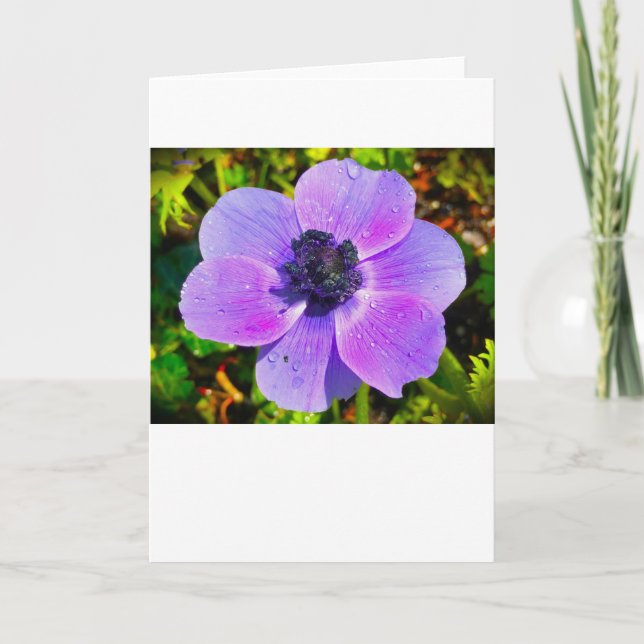 Anemone, cartão (Frente)