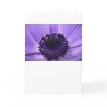 Anemone, cartão