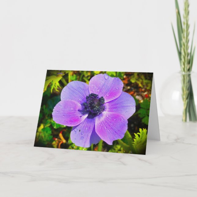 Anemone, cartão (Frente)