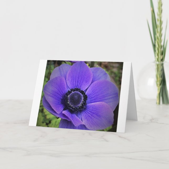 Anemone, cartão (Frente)