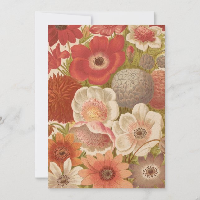 Anemone | George Nicholson (Frente)