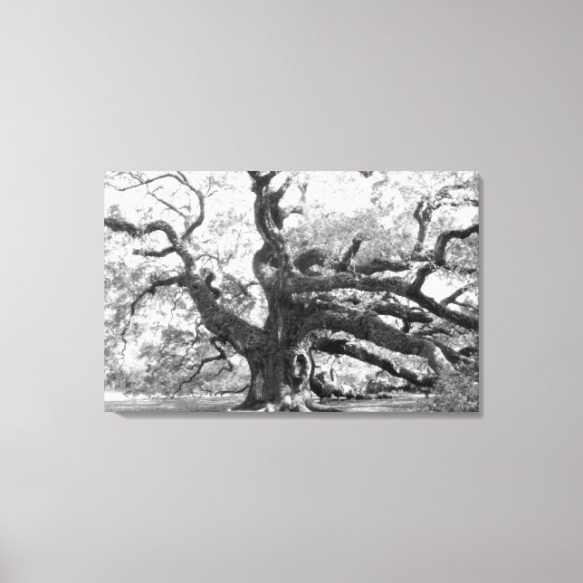Angel Oak on canvas (Frente)
