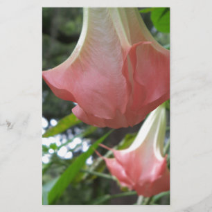 Ângulos cor-de-rosa trompeçam flores