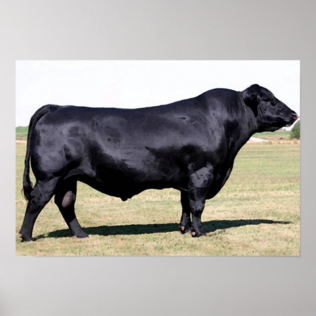Angus Bull Portrait Poster Impressão (Frente)