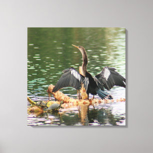 Anhinga Bird Canvas