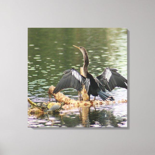 Anhinga Bird Canvas (Frente)