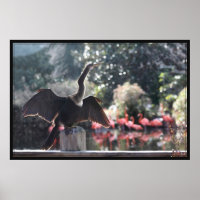 Anhinga Poster de secagem -60x40 -outras dimensões