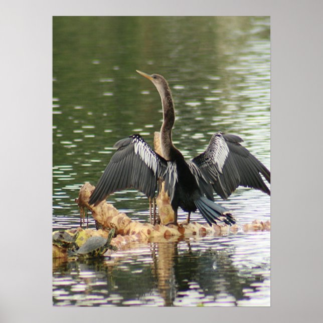 Anhinga Secando A Foto Poster (Frente)