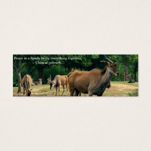 Animais de zoológico. Proverbo chinês sobre paz na
