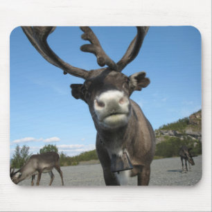 Animais Mousepad 63