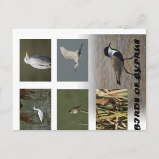 Animais naturais de Chipre aves cartão postal