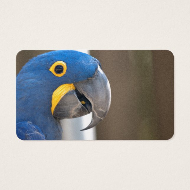animal de estimação de arara-arara Destiny'S (Frente)