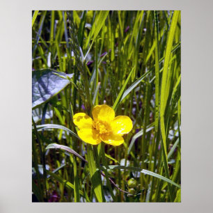 Anime-se com a Poster do copo-de-manteiga