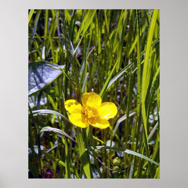 Anime-se com a Poster do copo-de-manteiga (Frente)