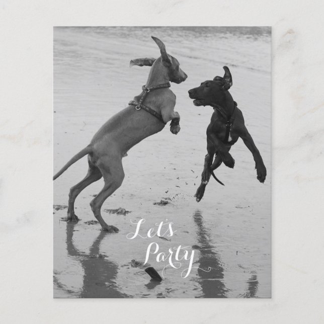 Aniversário Cães Folheto (Frente)