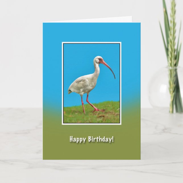 Aniversário, Cartão de Pássaro Ibis Branco (Frente)
