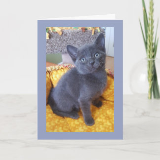 Aniversário cinzento do gatinho ou todo o cartão
